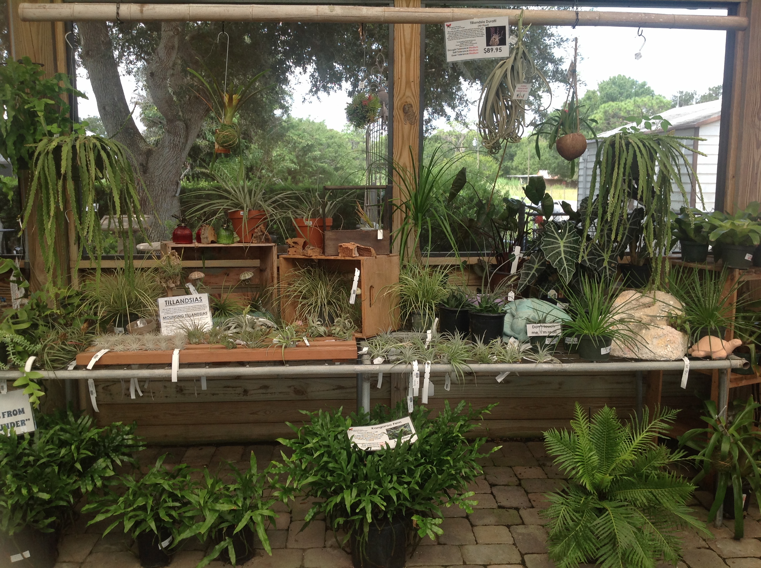 IMG_0985 Mariposa Nursery & Retail Garden Center