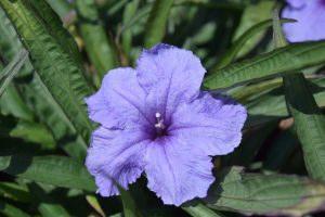 mexican petunia