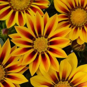 gazania1