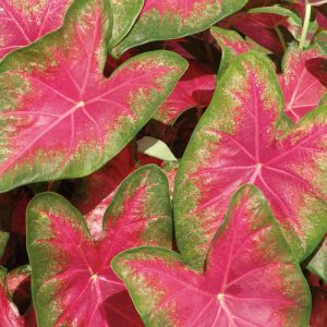 Caladium 2