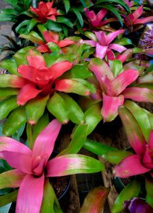 Bromeliad June