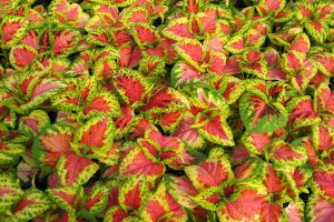 Coleus