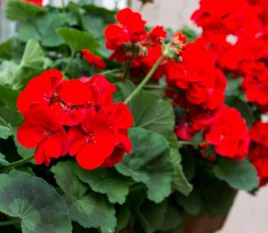 Geraniums