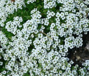 Alyssum