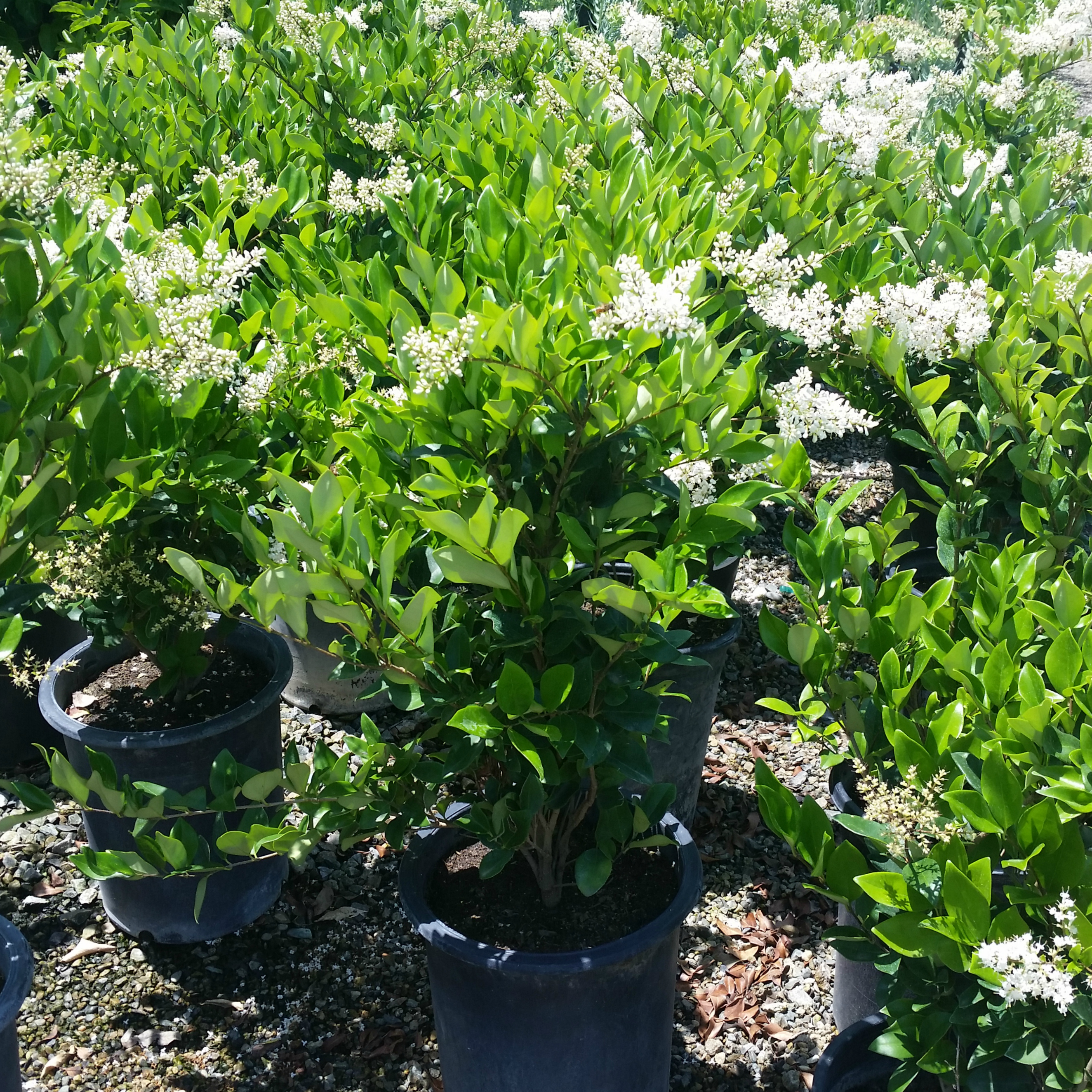 Green Ligustrum