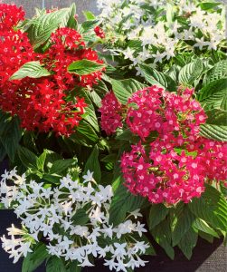 Seasonal Color - Mariposa Nursery & Retail Garden Center