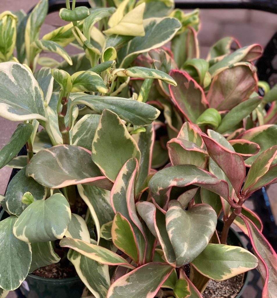 Peperomia