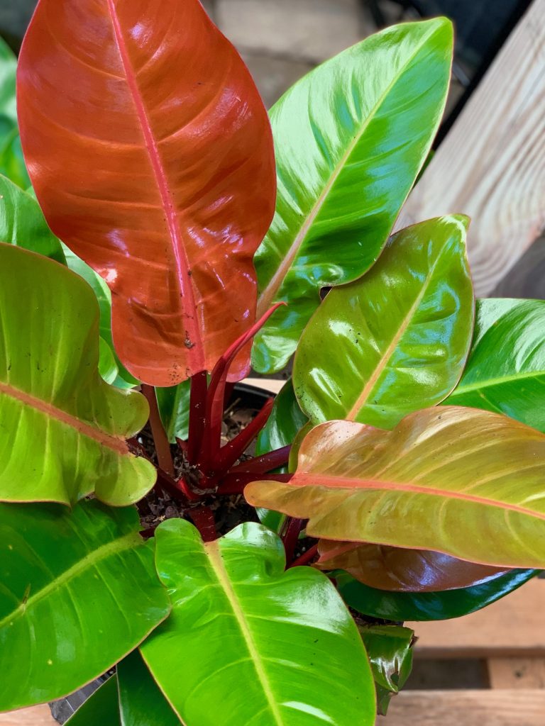 Ferns & Tropicals - Mariposa Nursery & Retail Garden Center