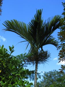 Solitaire Palm