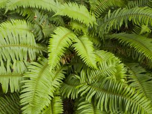 Sword Fern (Polystichum munitum), Point Reyes National Seashore, California Sword Fern (Polystichum munitum), Point Reyes National Seashore, California