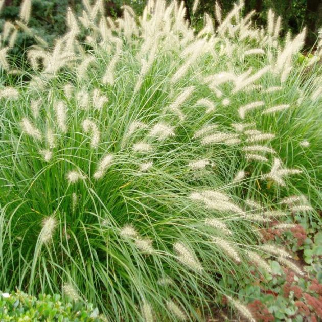 Ornamental Grasses - Mariposa Nursery & Retail Garden Center