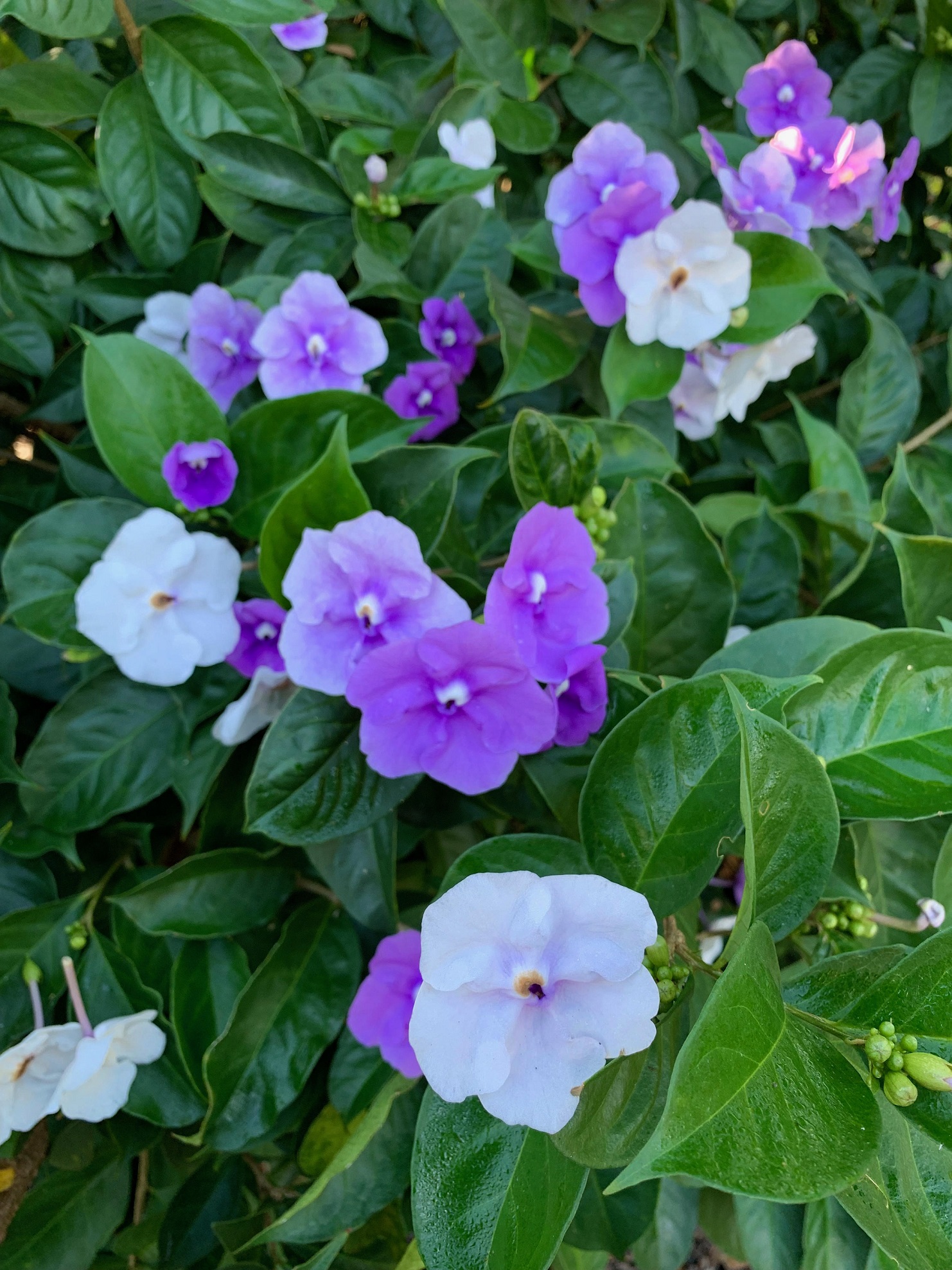 Yesterday, Today, Tomorrow