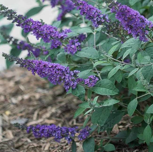 Perennials - Mariposa Nursery & Retail Garden Center