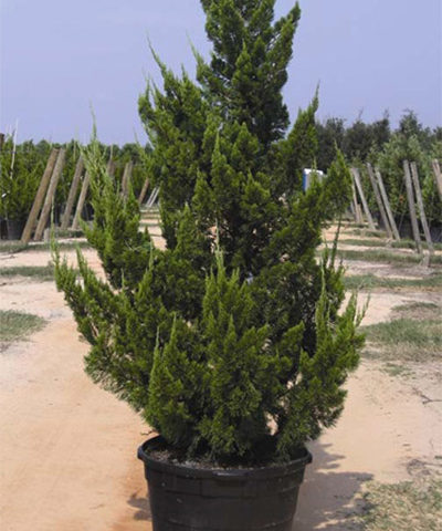 Juniper torulosa