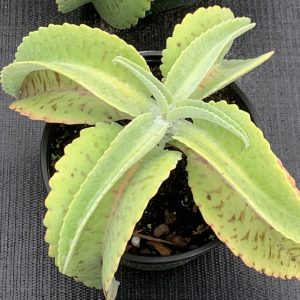 Kalanchoe donkey ear