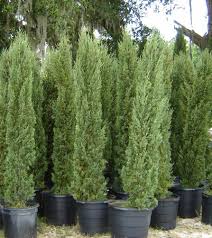 italian cypresses