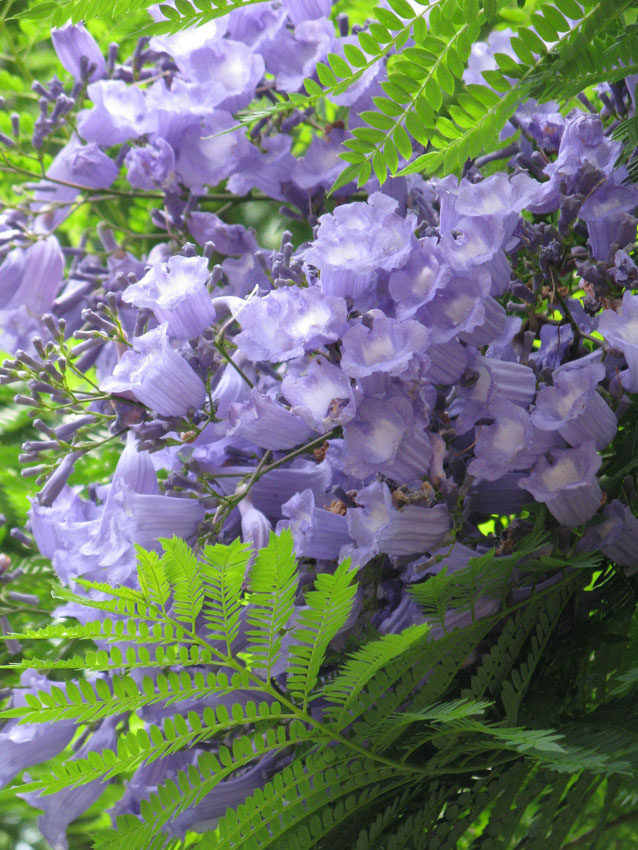 jacaranda