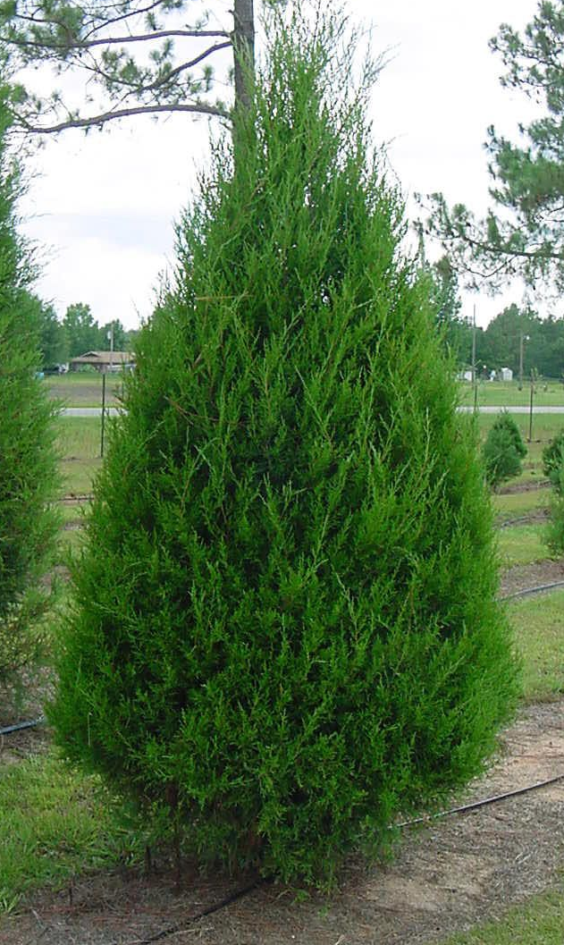 southern red cedar