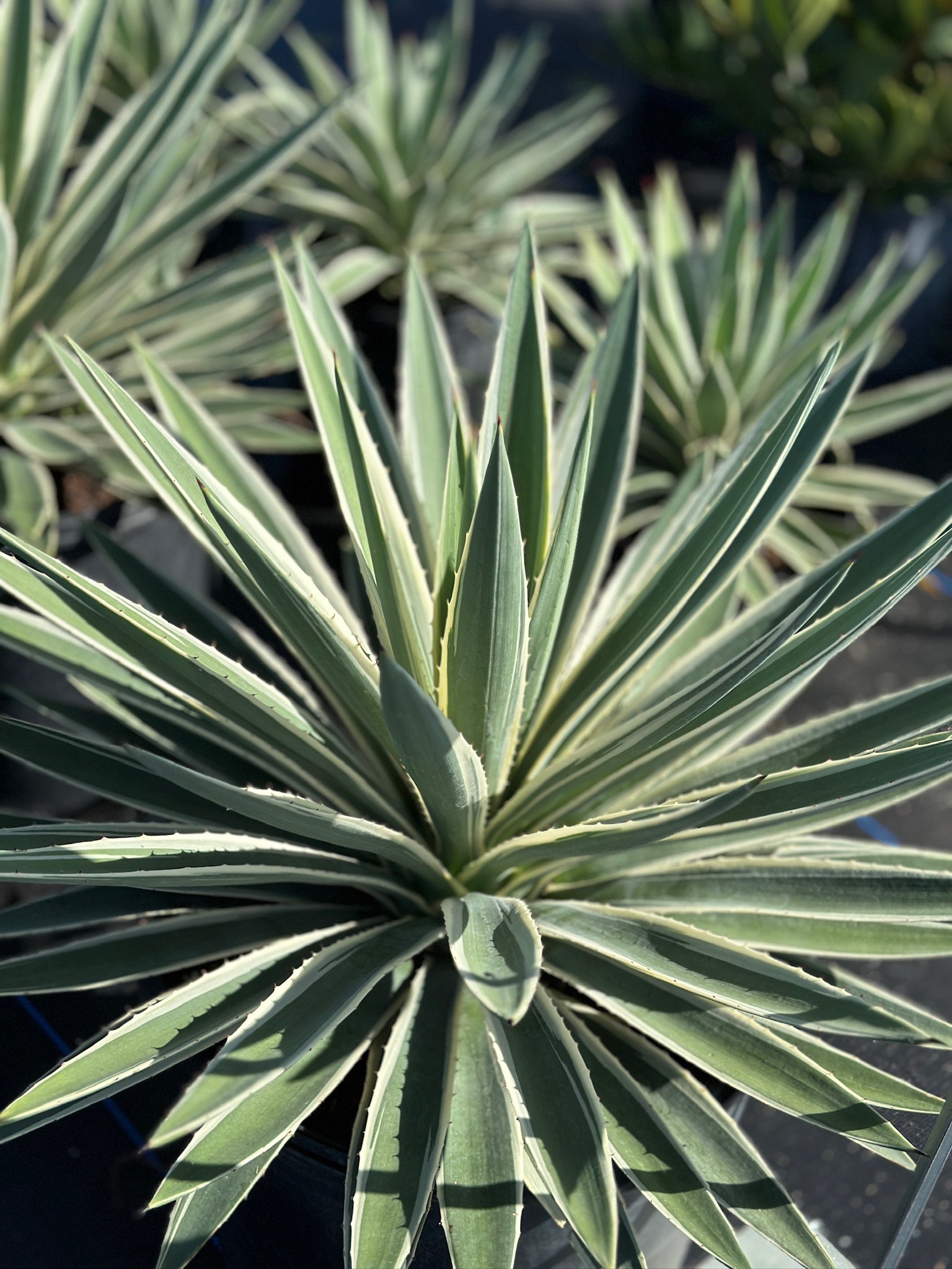 Succulents - Mariposa Nursery & Retail Garden Center