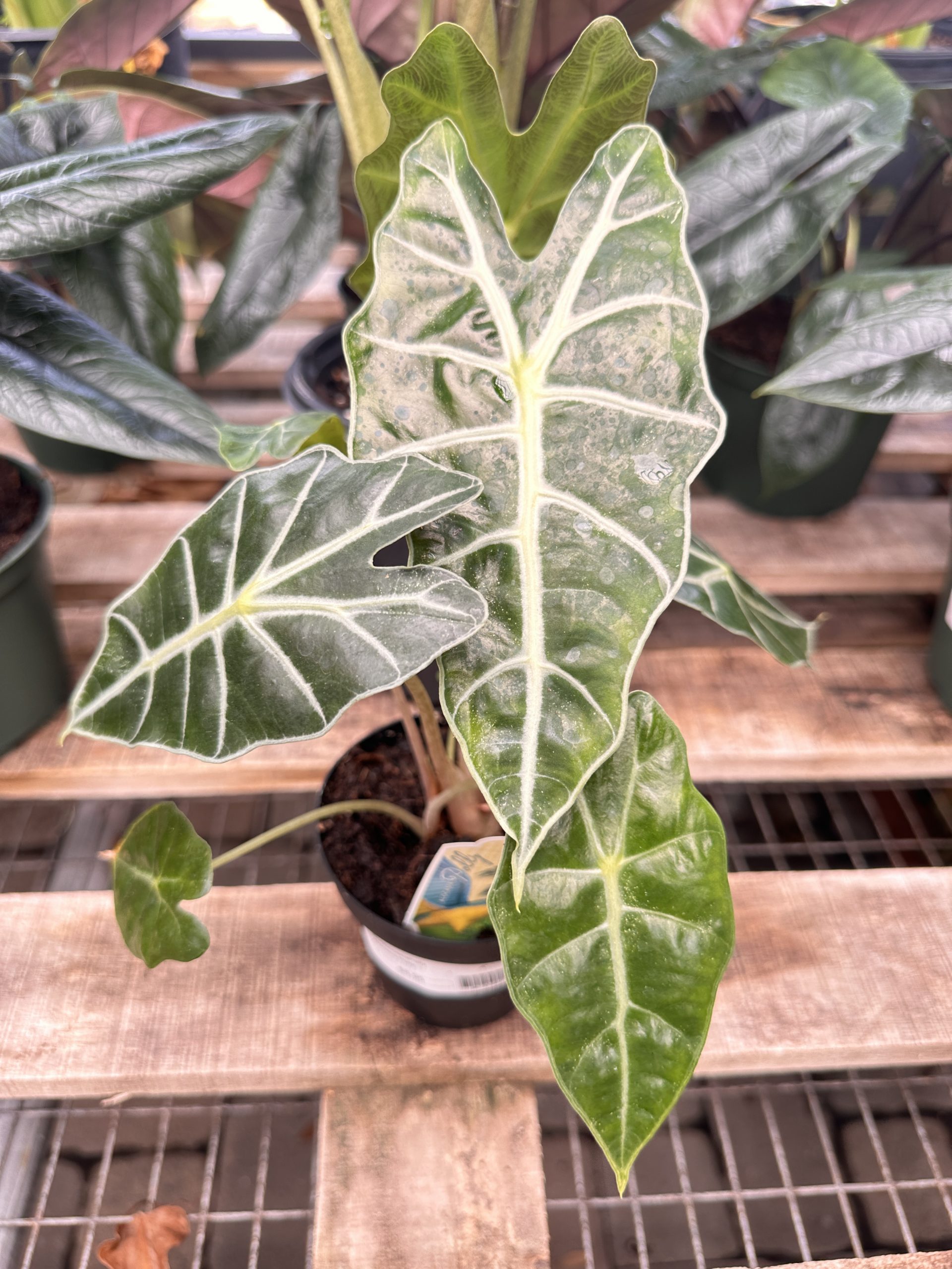 Alocasia sanderiana
