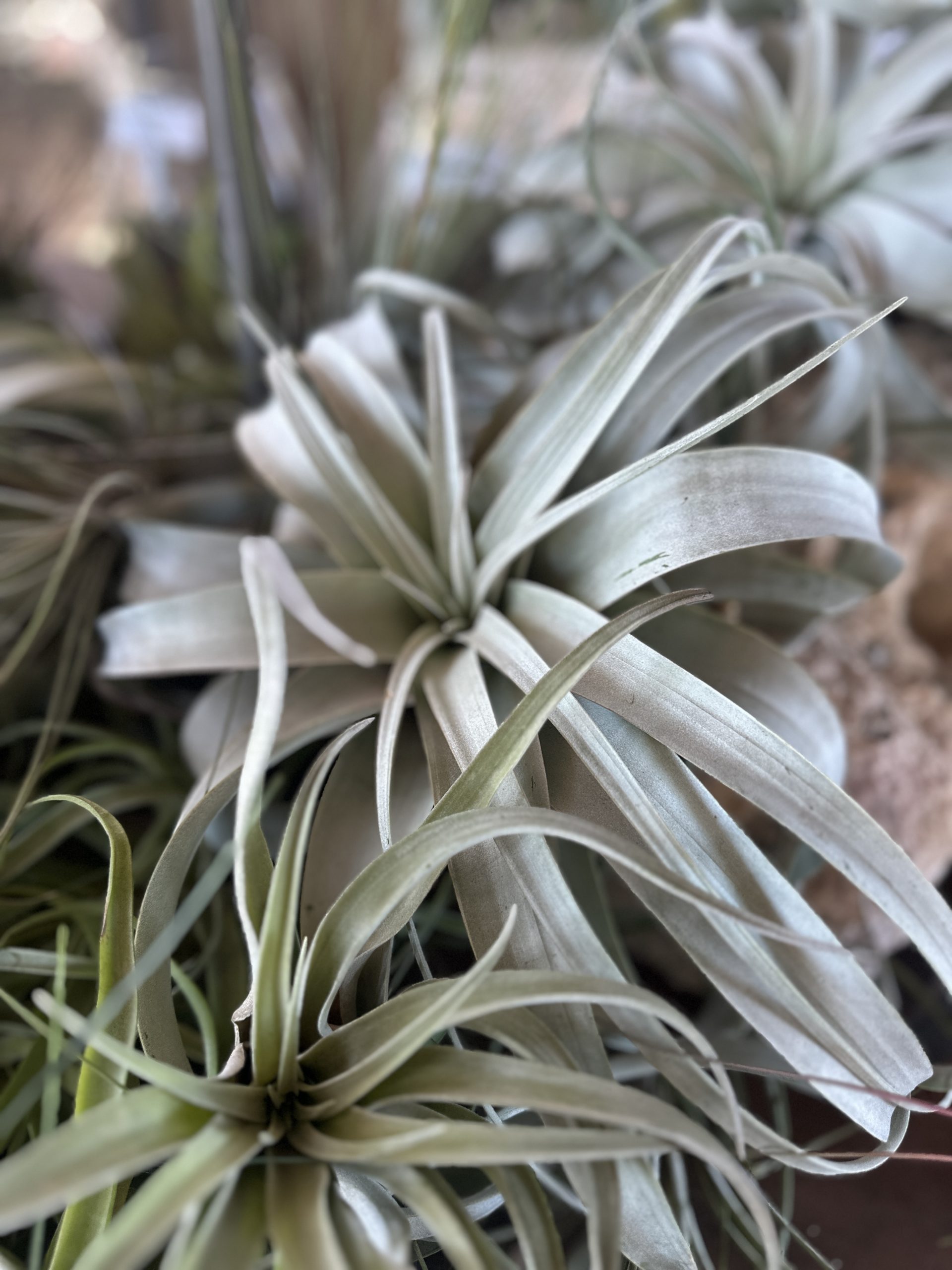 airplant