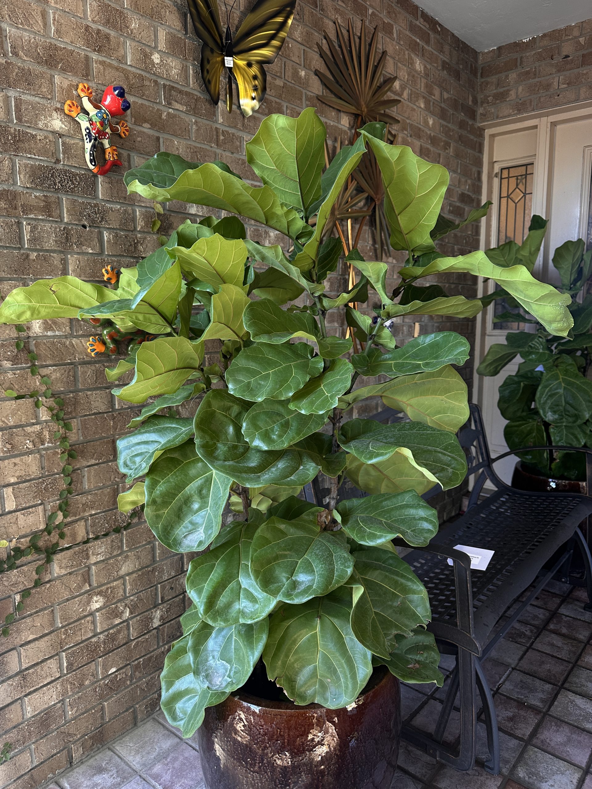 ficus fiddleleaf
