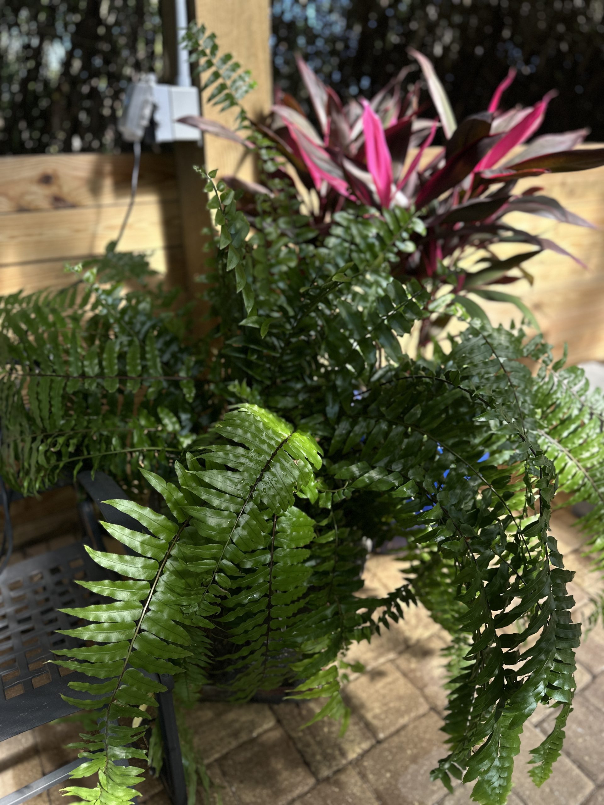 macho fern