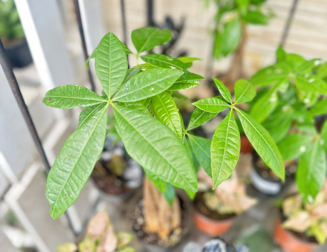 money tree
