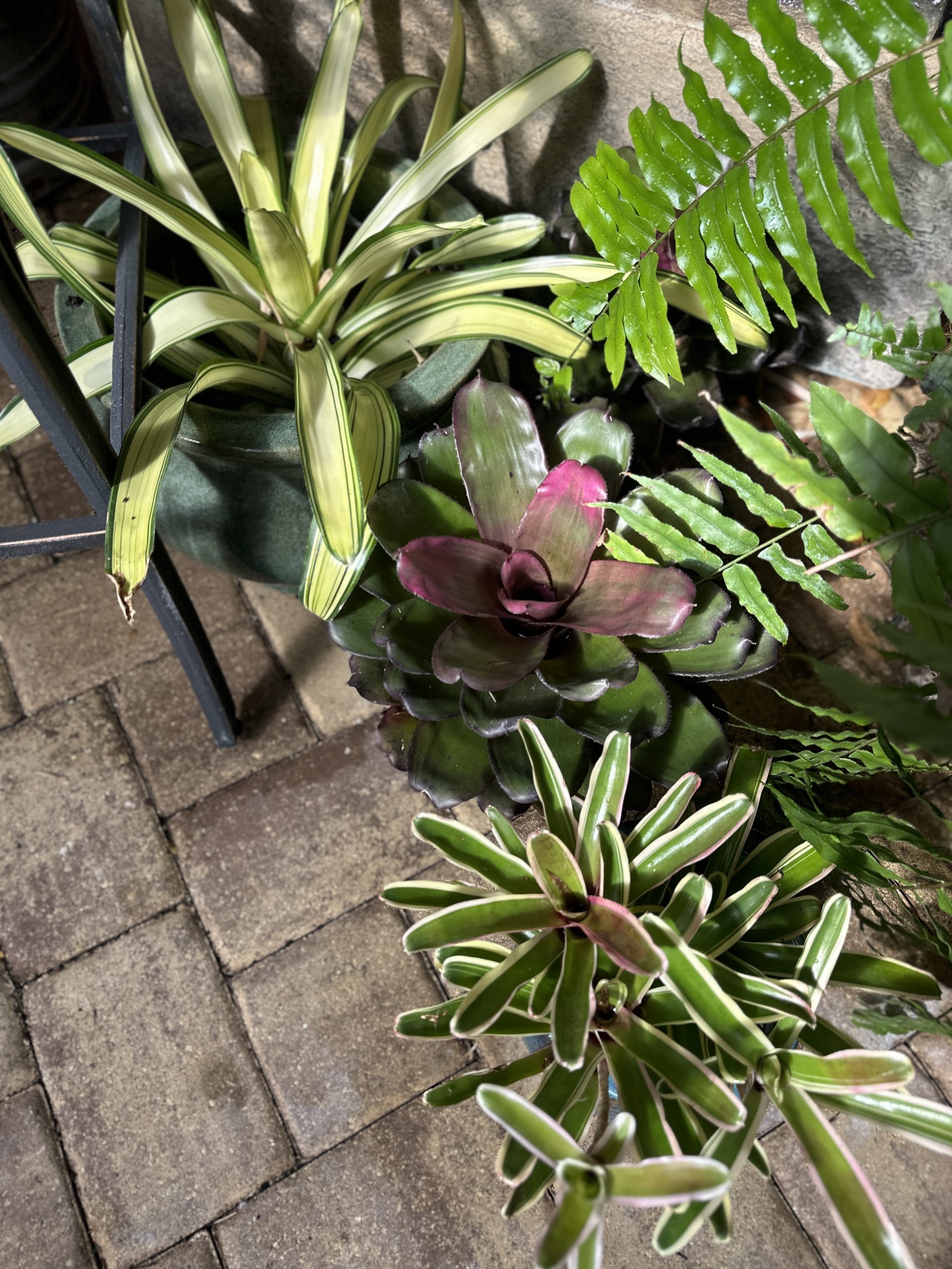 shade bromeliads
