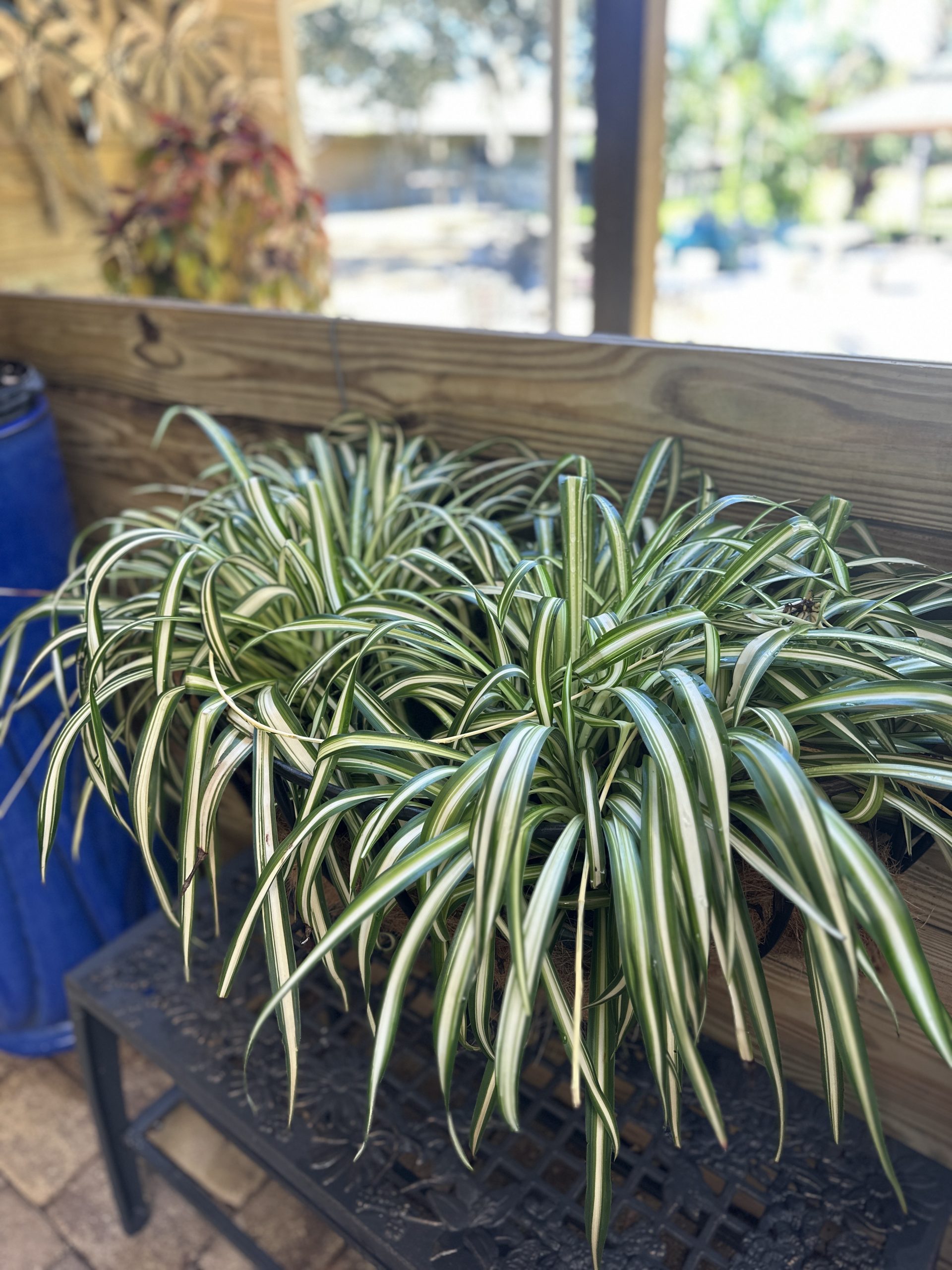 spider plant