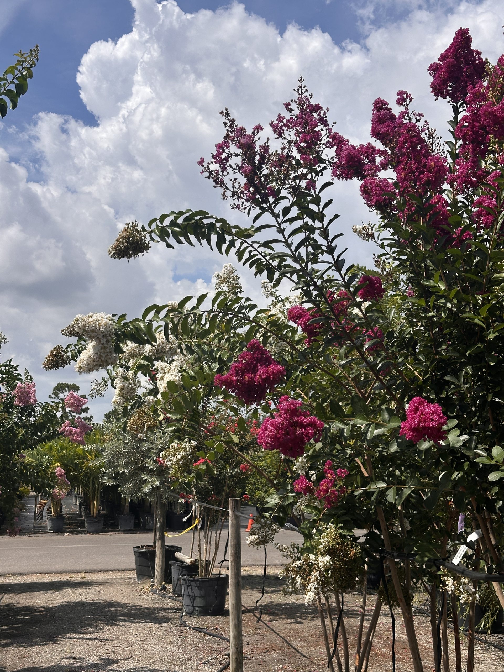 IMG_7334