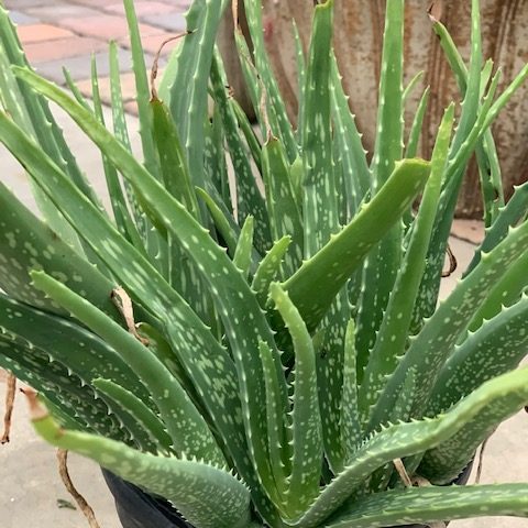 Aloe