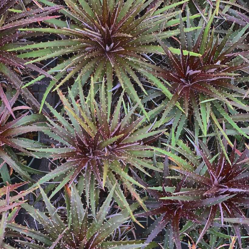 Dyckia - Grape Jelly Succulent