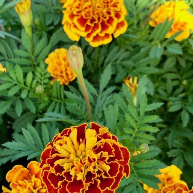 Marigolds 3