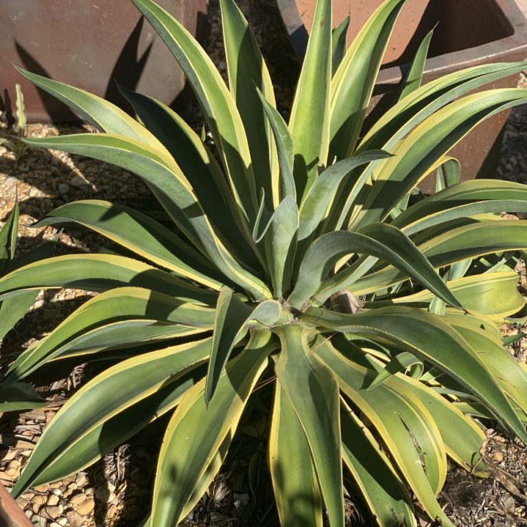 VARIEGATED AGAVE1