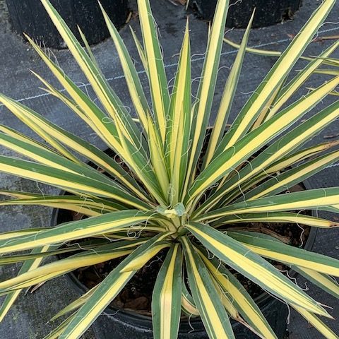 false agave