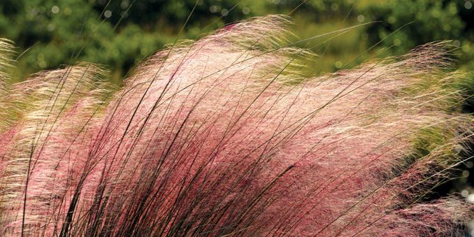 Pink Muhly Grass near St. Augustine, Florida marsh land.
** Note: Shallow depth of field